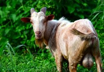 goat.jpg