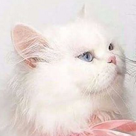 Скальпель