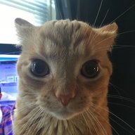 Nemur