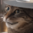 Fearb